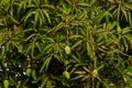 Close up view of raw Mango Fruits,Footage of many mango Fruit Hanging On Mango Tree,plantations with organic mango trees with many Royalty Free Stock Photo