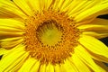 Close-up view of a recently opened sunflower Royalty Free Stock Photo