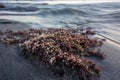 Red seaweed on beach with water waves