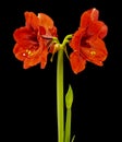 Wonderful Red Amaryllis Royalty Free Stock Photo