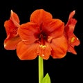 Wonderful Red Amaryllis Royalty Free Stock Photo