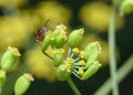 Red ant sitting on a yellow forest flower Royalty Free Stock Photo
