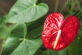 close up view of red anthurium with water drops and green leaves Royalty Free Stock Photo