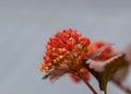 Close up view of Red Atlantic Ninebark flowers on grey background