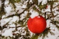 Close-up view of red ball as decoration hanging on the branches of a Christmas tree and sparkling with snow in of winter Royalty Free Stock Photo