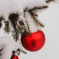 Close-up view of red ball as decoration hanging on the branches of a Christmas tree and sparkling with snow in of winter Royalty Free Stock Photo