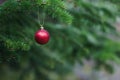 Close-up view of red ball as decoration hanging on the branches of a Christmas tree and sparkling in the sunshine. Christmas in Royalty Free Stock Photo