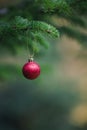 Close-up view of red ball as decoration hanging on the branches of a Christmas tree and sparkling in the sunshine. Christmas in Royalty Free Stock Photo