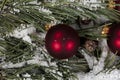 Close up view of a red ball ornament with snow covered fir branches in background for a merry Christmas or happy New Year holiday Royalty Free Stock Photo