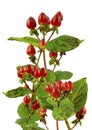 Wonderful red Berries in full bloom