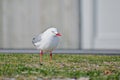 Close-up view of a red-billed gull standing on green grass Royalty Free Stock Photo