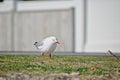 Close-up view of a red-billed gull standing on green grass Royalty Free Stock Photo