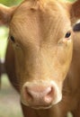 Close Up View of a Red Calf in a Field Royalty Free Stock Photo