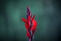 Close up view of red Canna Lily flower with shallow depth of field Royalty Free Stock Photo