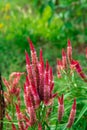 Close-up view of red Celosia cristata flower Royalty Free Stock Photo