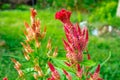 Close-up view of red Celosia cristata flower Royalty Free Stock Photo