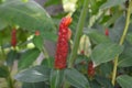 Close Up View Red Cheilocostus Speciosus Or Crepe Ginger Flower Plant In Garden Royalty Free Stock Photo