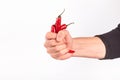 Close-up view of red chili pepper in the hands of a male cook, selective focus Royalty Free Stock Photo