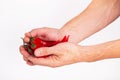 Close-up view of red chili pepper in the hands of a male cook, selective focus Royalty Free Stock Photo