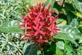 Close up view of the red colored half blooming ixora flower with green leaves in the garden