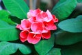 Close-up view of red crown of thorns plant blooming Royalty Free Stock Photo