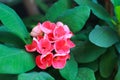 Close-up view of red crown of thorns plant blooming Royalty Free Stock Photo