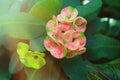 Close-up view of red crown of thorns plant blooming Royalty Free Stock Photo