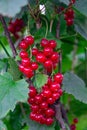 Close up view of red currant Ribes rubrum, Grossulariaceae, horticulture, harvest. A beam of red berries with a small green leaf