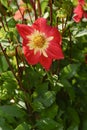A close-up view of a red dahlia flower Royalty Free Stock Photo