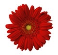 Close up view of red daisy Royalty Free Stock Photo