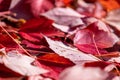 Close up view of a red fallen autumn leaves on a ground Royalty Free Stock Photo