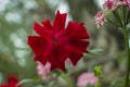Beautiful Tropical Red flower Closeup with Bokeh