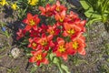 Close up view of red flower lilies on background. Royalty Free Stock Photo