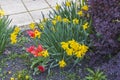 Close up view of red flower lilies and narcissus  on background. Royalty Free Stock Photo