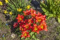 Close up view of red flower lilies and narcissus  on background. Royalty Free Stock Photo