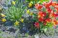 Close up view of red flower lilies and narcissus  on background. Royalty Free Stock Photo