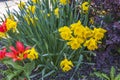 Close up view of red flower lilies and  yellow narcissus on background. Royalty Free Stock Photo