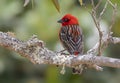 Close-up view of a Red Fody Foudia madagascariensis Royalty Free Stock Photo