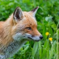 Close-up view on red fox vulpes in green grass Royalty Free Stock Photo