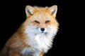 Close up view red fox. Wild animal isolated on a black background Royalty Free Stock Photo