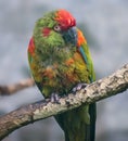 Close-up view of a Red-fronted macaw