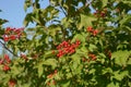 Close-up view of red fruits of viburnum shrub