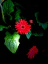 red flowers with green leaves bloom in the dark Royalty Free Stock Photo