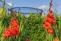 Close-up view of red gladiolus flowers in the garden with a trampoline in the background. Royalty Free Stock Photo