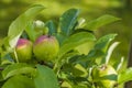 Close up view of red-green apples with raindrops on apple tree on summer day.. Royalty Free Stock Photo