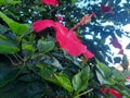 Close-up view of red hibiscus flower with blurred green leaves background Royalty Free Stock Photo