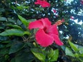 Close-up view of red hibiscus flower with blurred green leaves background Royalty Free Stock Photo