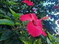 Close-up view of red hibiscus flower with blurred green leaves background Royalty Free Stock Photo