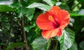 Close up view of red hibiscus rosa sinensis or joba flower in the garden on the tree