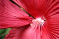 Red Hibiscus, Macrophotography Royalty Free Stock Photo